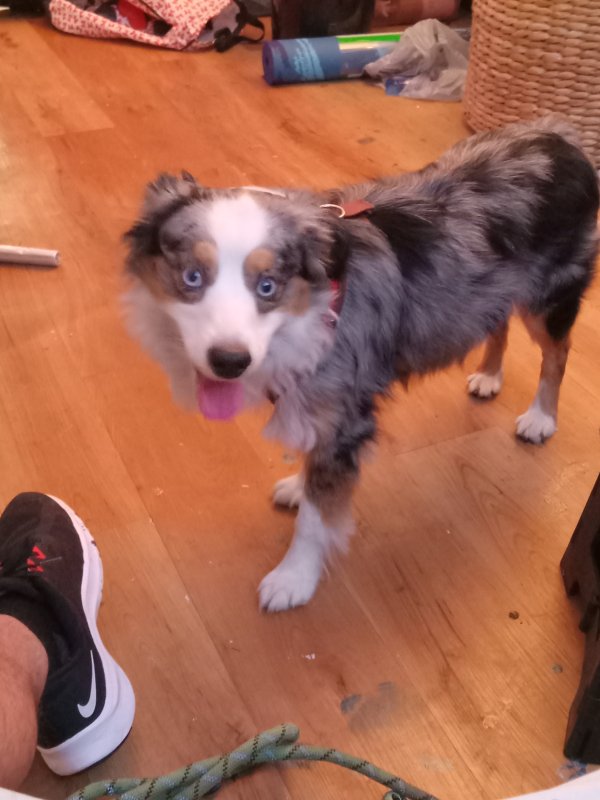 Stolen Australian Shepherd in Dallas, TX