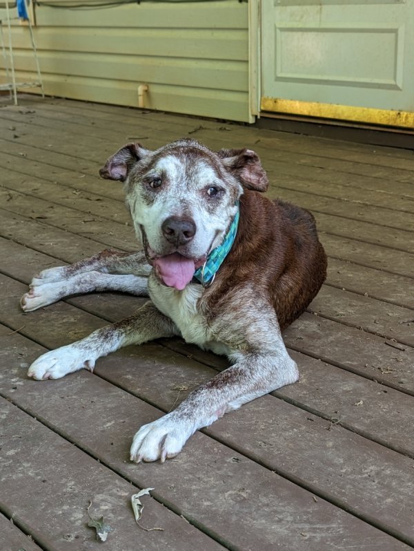 Lost Pit Bull in Mineral Bluff, GA