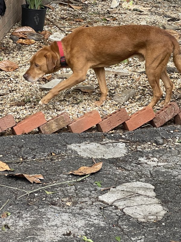 Found Redbone Coonhound in Tennessee