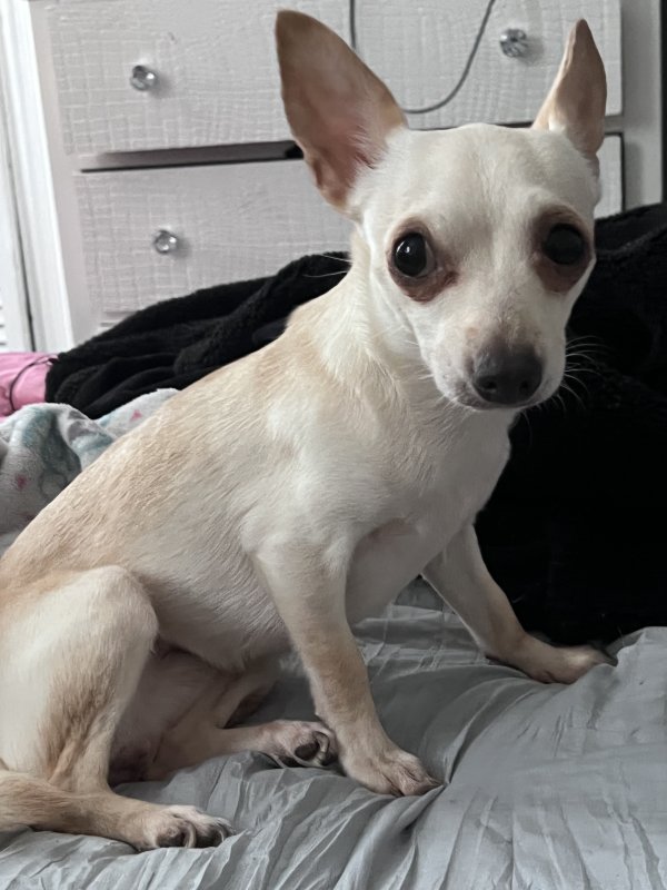 Lost Chihuahua in Philadelphia, PA