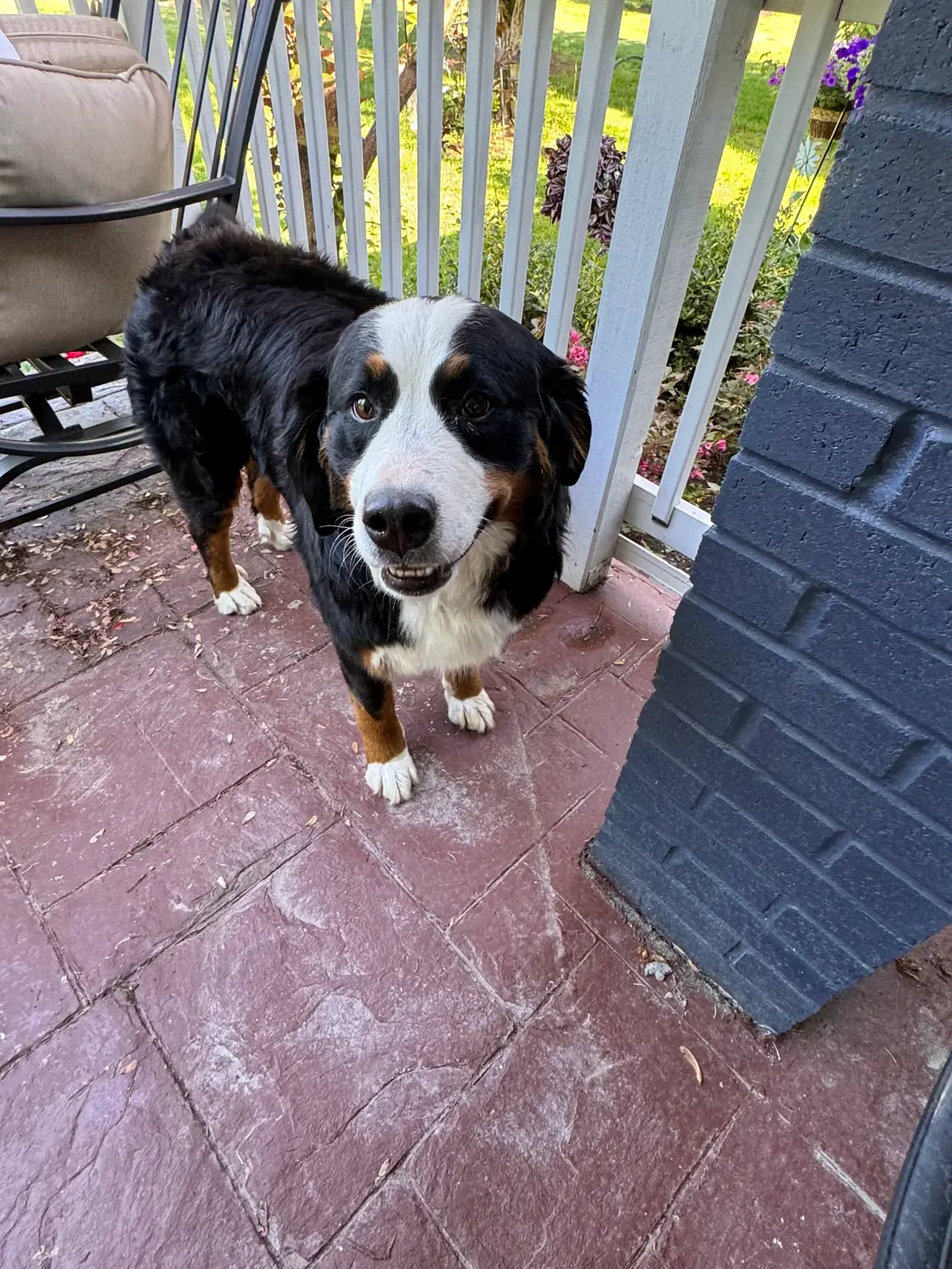 Lost Bernese Mountain Dog in Fancy Gap, VA