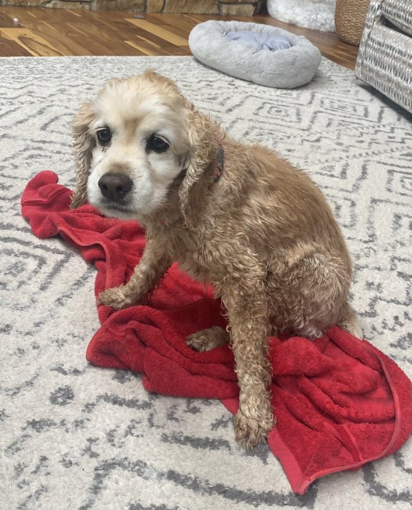 Lost Cocker Spaniel in Clairton, PA