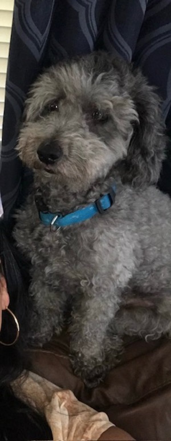 Lost Poodle in Tampa, FL