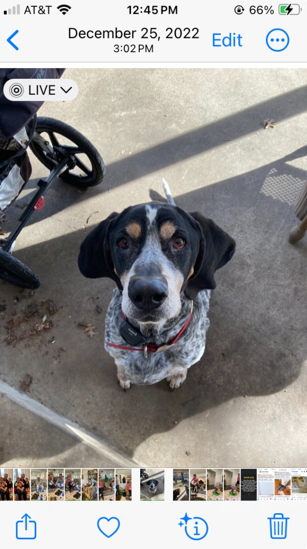 Stolen Bluetick Coonhound in Dallas, TX