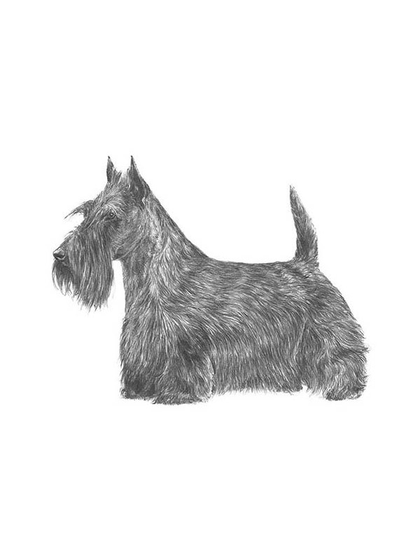 Lost Scottish Terrier in Tennessee