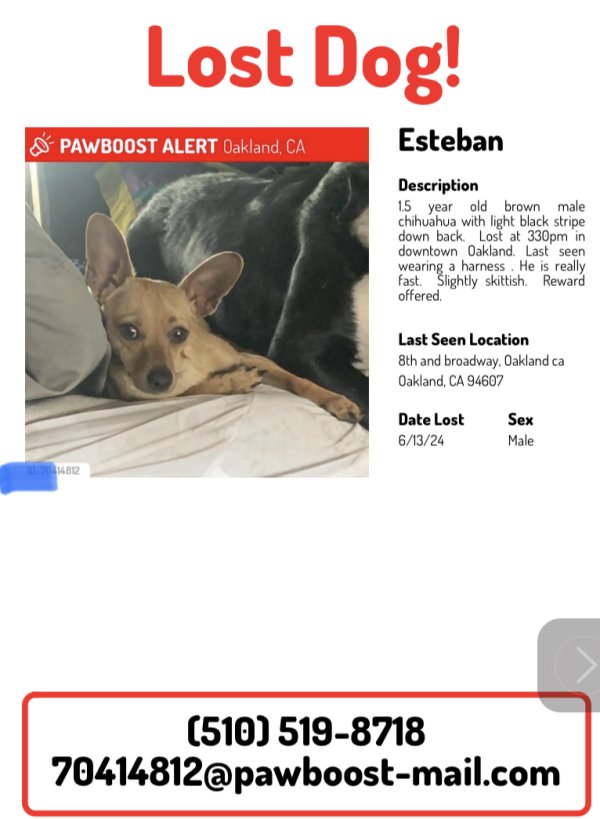 Lost Chihuahua in Oakland, CA