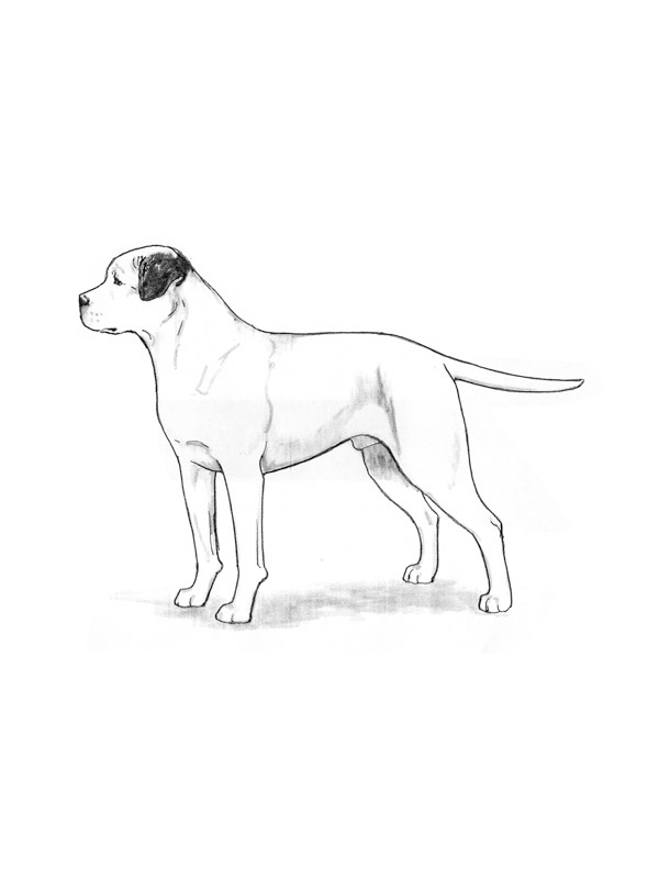 Stolen American Bulldog in Los Angeles, CA