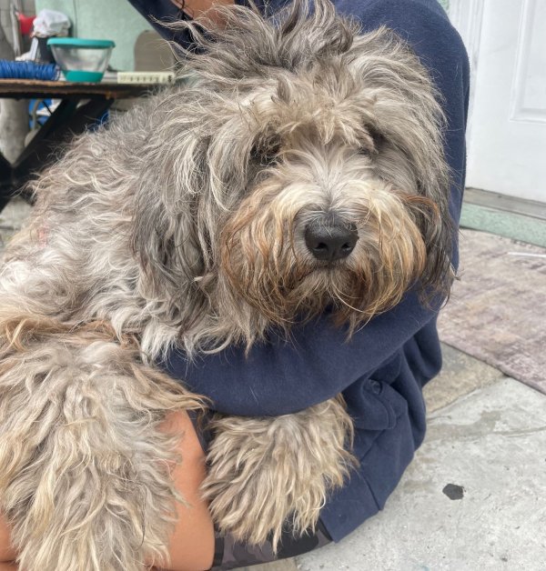 Found Dog in Bell Gardens, CA