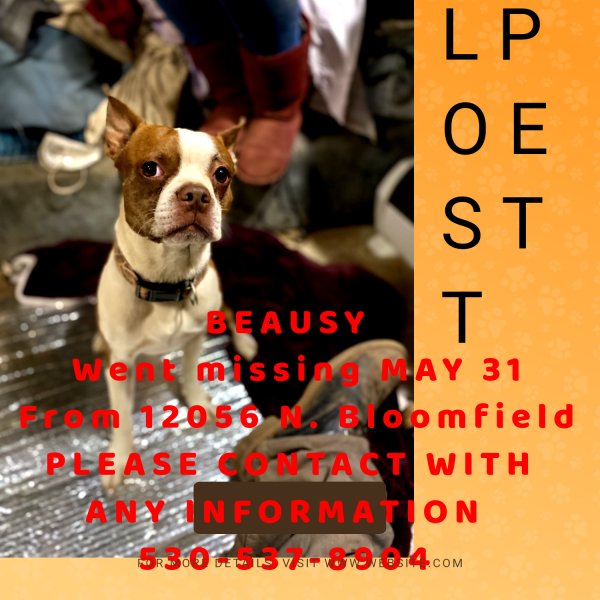 Stolen Boston Terrier in Nevada City, CA