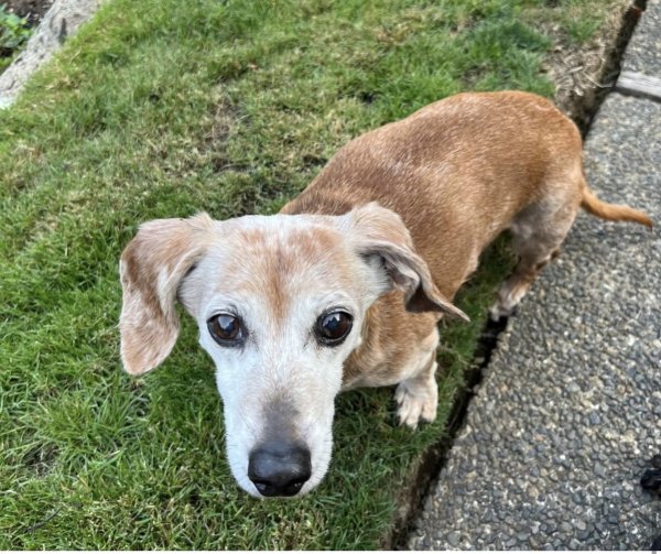 Lost Dachshund in Redmond, WA