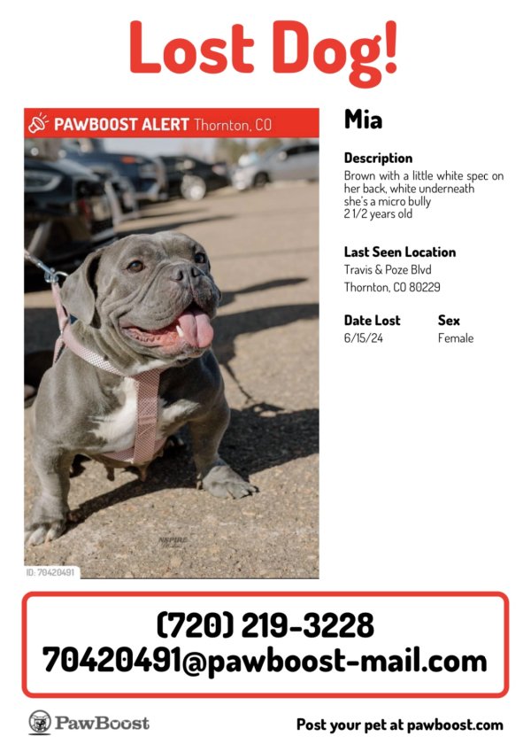 Lost Pit Bull in Denver, CO