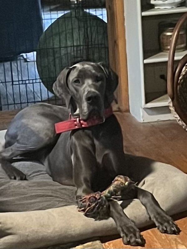 Lost Great Dane in Clarkesville, GA