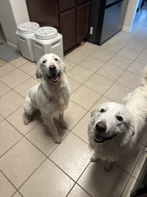 Found Great Pyrenees 