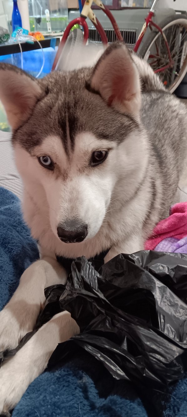 Lost Siberian Husky in Tampa, FL