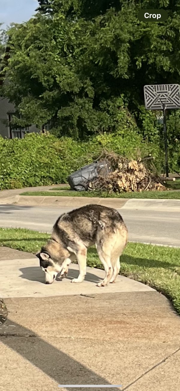Found Siberian Husky in Dallas, TX