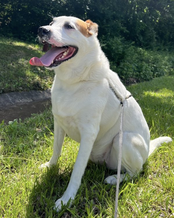 Lost Labrador Retriever in Wilsonville, IL