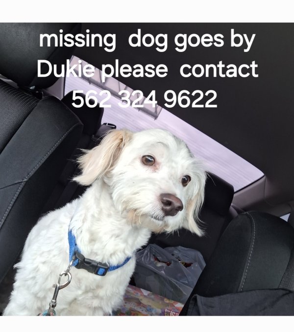 Lost Maltese in La Puente, CA