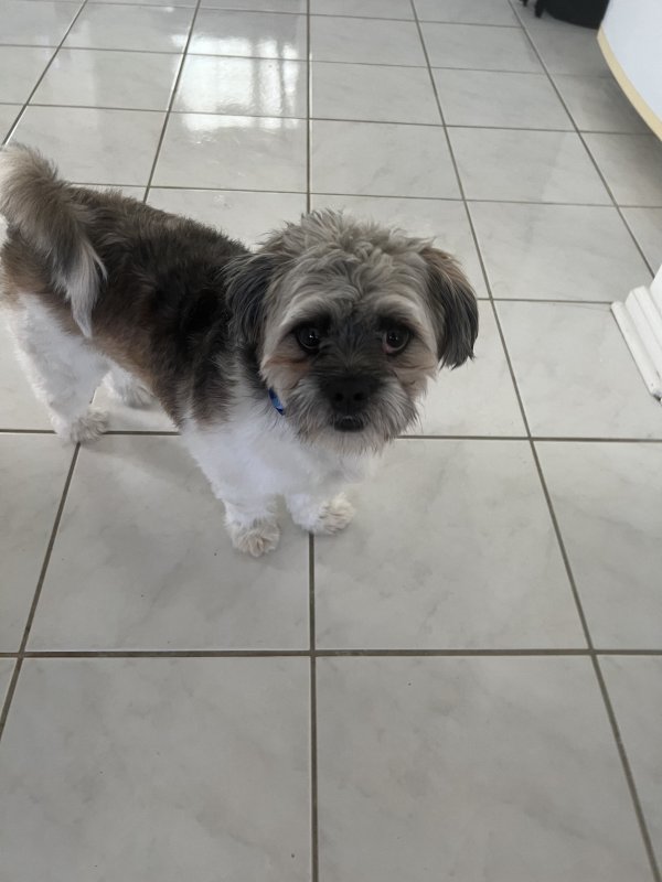 Stolen Shih Tzu in Greensboro, NC