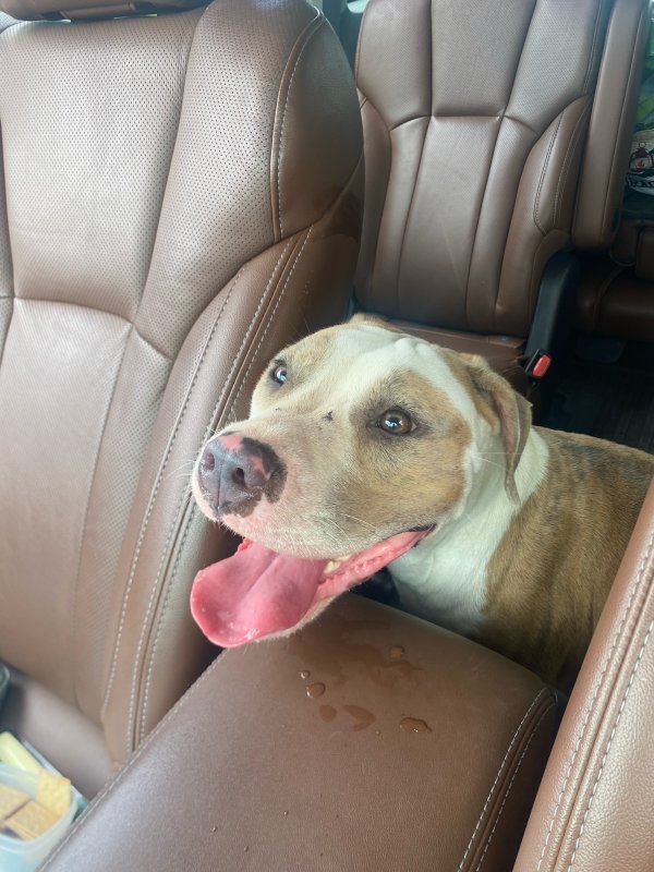 Found Pit Bull in Windermere, FL