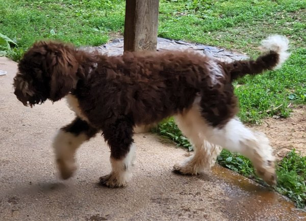 Lost Poodle in Custer, KY