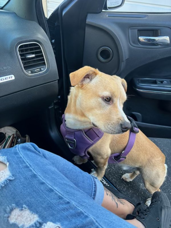 Lost Mutt in Atascadero, CA