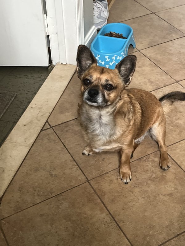 Lost Chihuahua in Maryland
