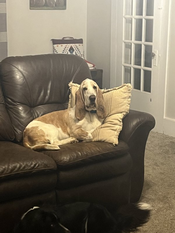 Safe Basset Hound in Natural Bridge Station, VA