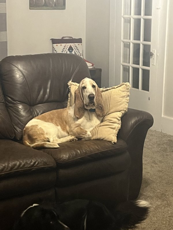 Lost Basset Hound in Natural Bridge Station, VA