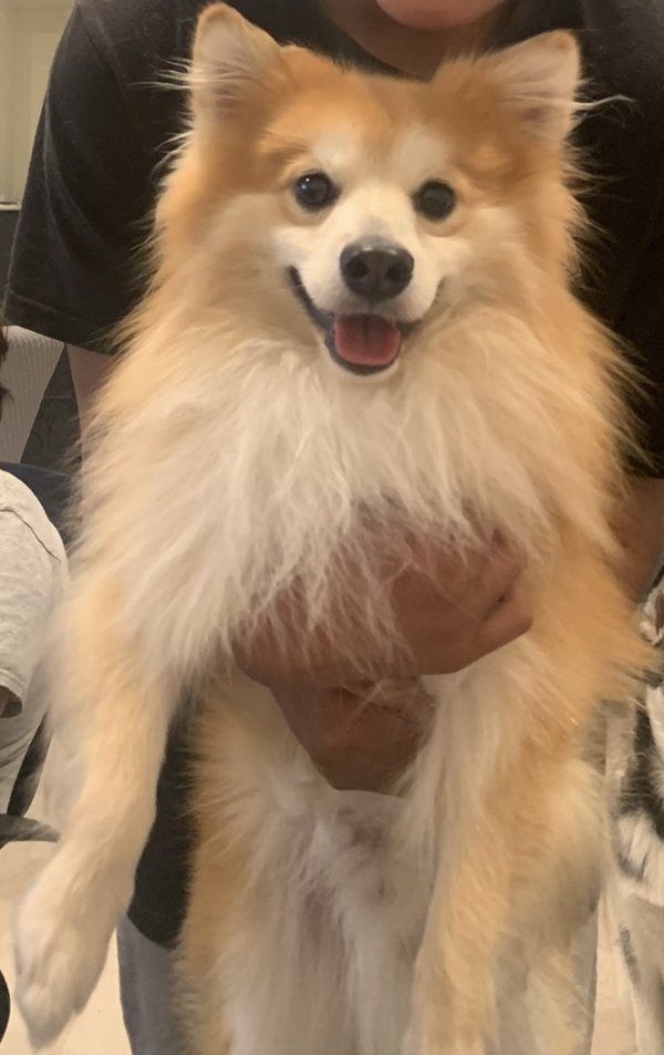 Lost Pomeranian in Reseda, CA