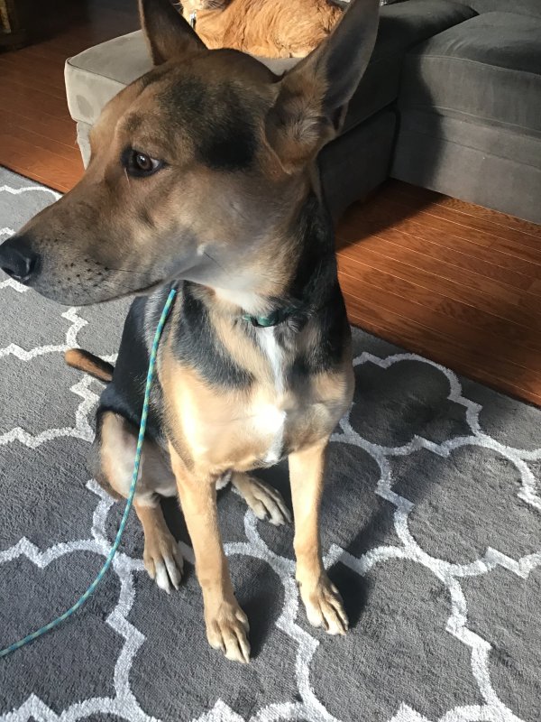 Found German Shepherd Dog in Winston Salem, NC
