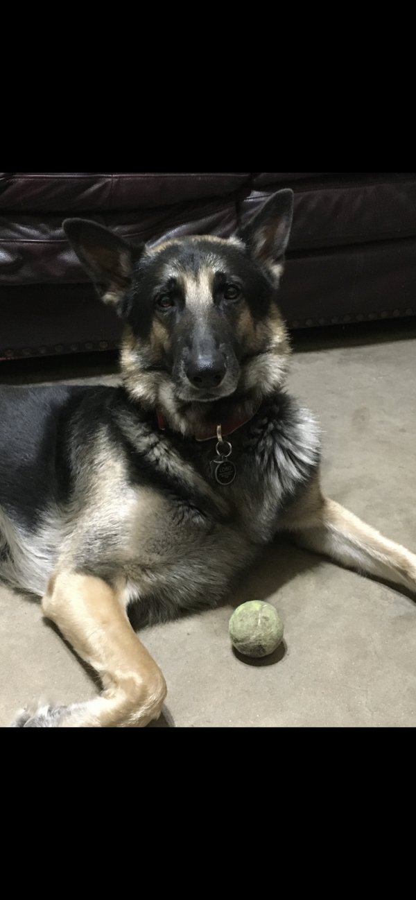 Lost German Shepherd Dog in Houston, TX