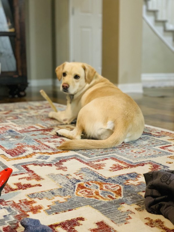 Lost Cocker Spaniel in Broomfield, CO