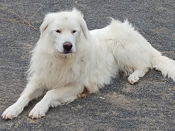 Lost Great Pyrenees in Eltopia, WA