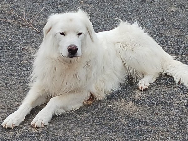 Lost Great Pyrenees in Washington