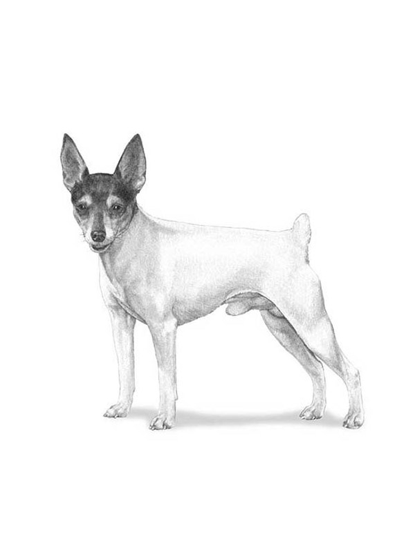 Lost Toy Fox Terrier in Florida