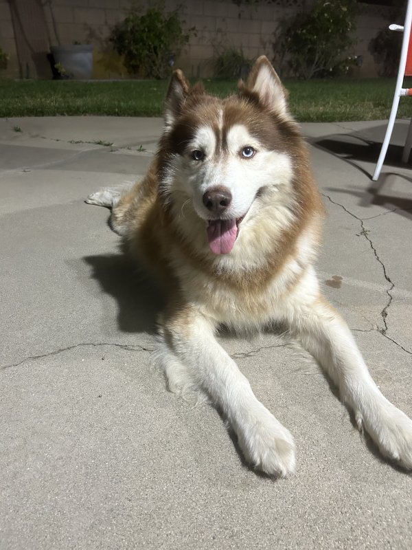 Found Siberian Husky in Whittier, CA