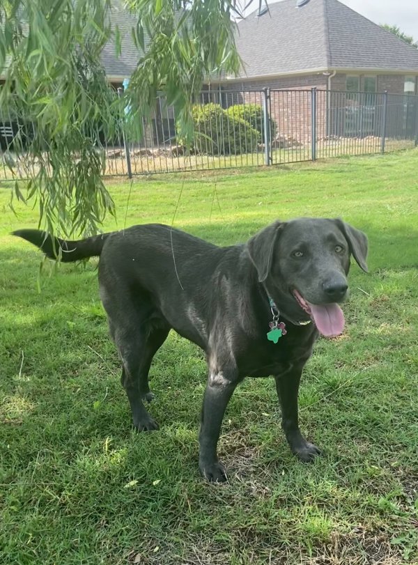 Lost Labrador Retriever in Haslet, TX