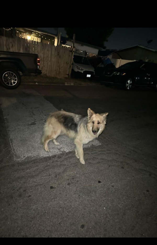 Safe German Shepherd Dog in San Diego, CA