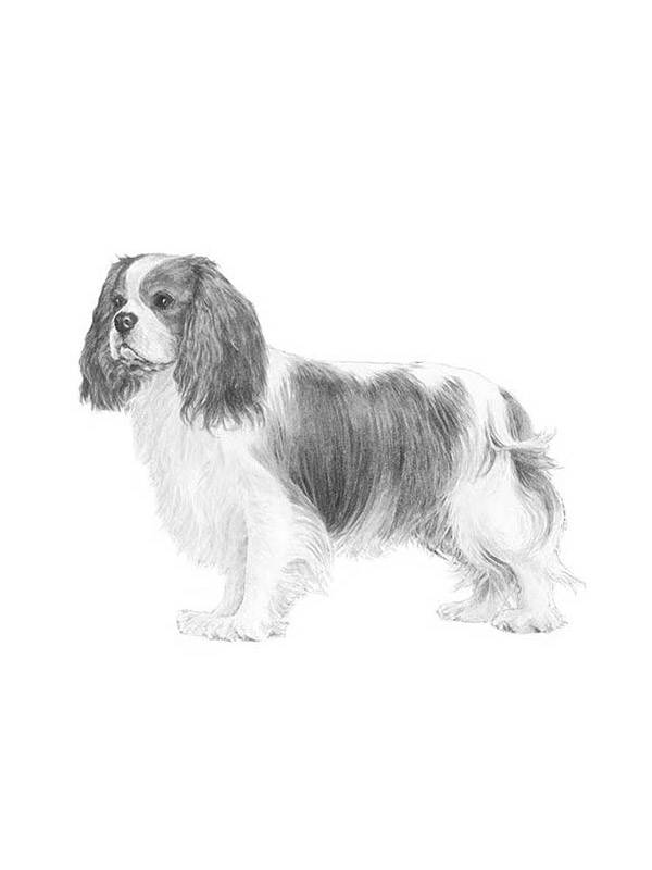 Lost Cavalier King Charles Spaniel in Connecticut