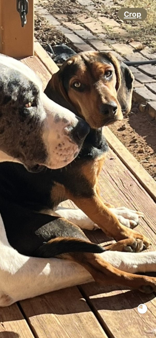 Lost Beagle in Knoxville, TN