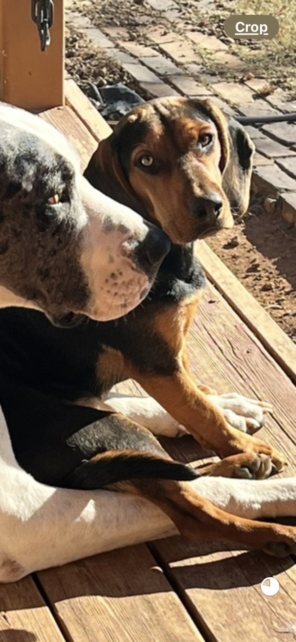 Lost Beagle in Tennessee