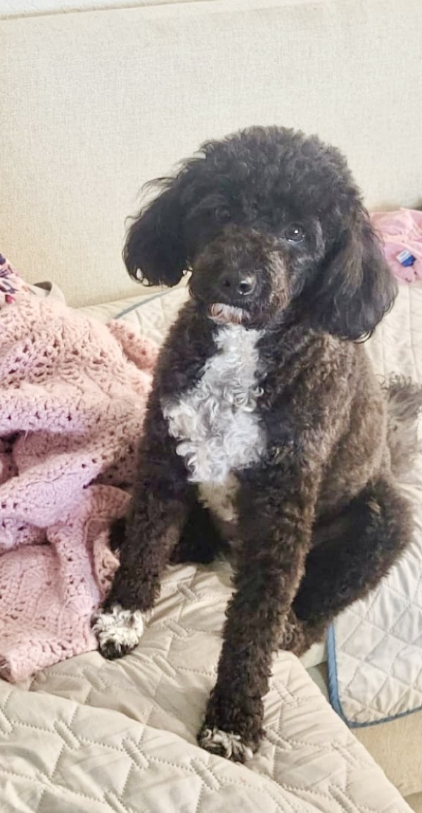 Lost Poodle in Pinetop, AZ