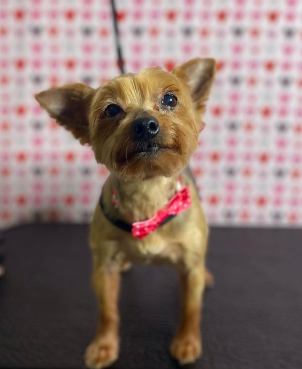 Lost Yorkshire Terrier in Ceres, CA