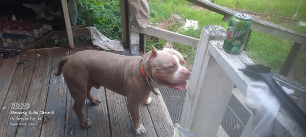 Lost Mutt in Moncks Corner, SC