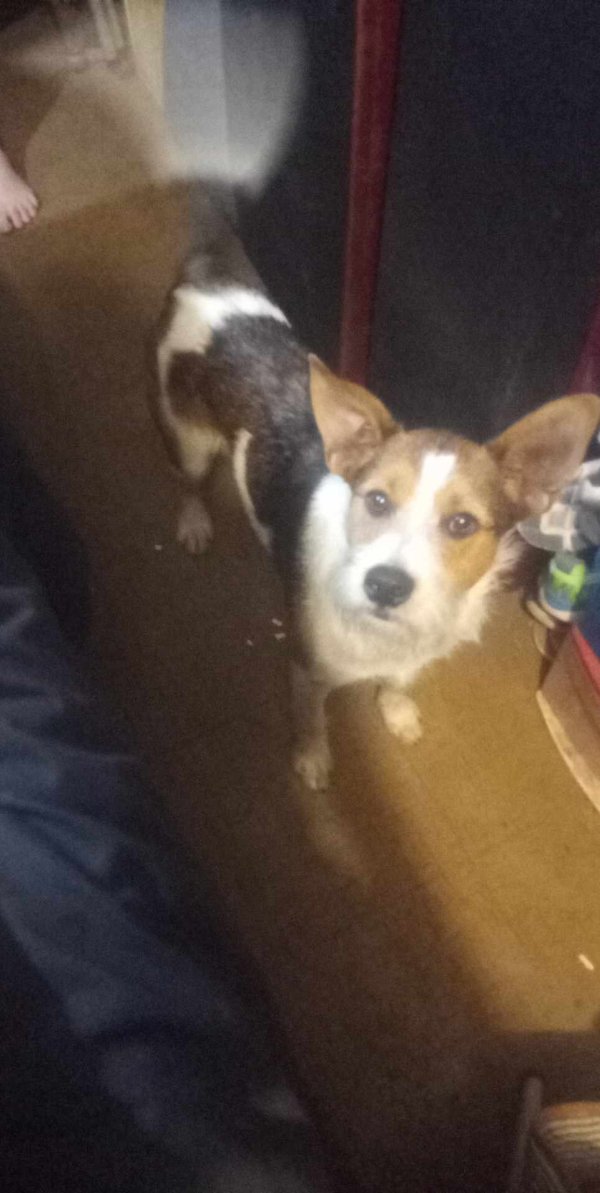 Lost Jack Russell Terrier in Oklahoma