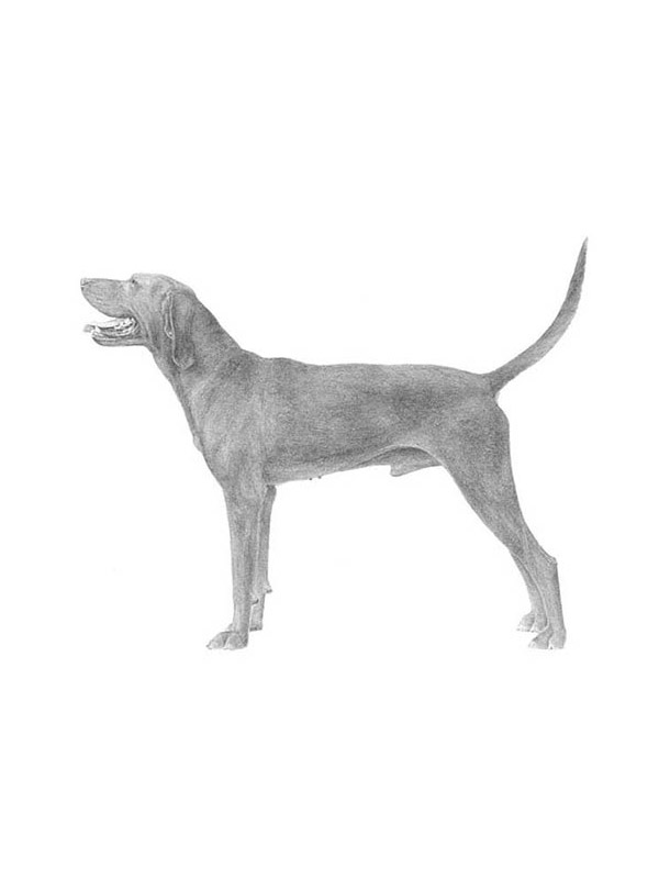 Lost Redbone Coonhound in Georgia