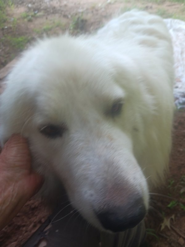 Found Great Pyrenees in Longview, TX