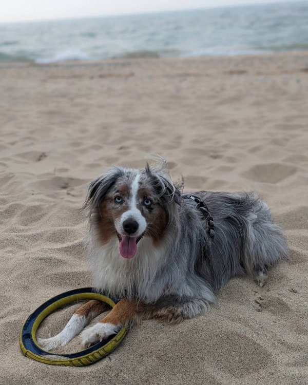 Lost Australian Shepherd in Holland, MI