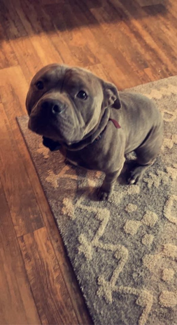 Lost American Bulldog in Labelle, FL