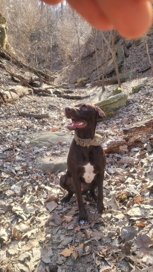 Lost Labrador Retriever in Georgia